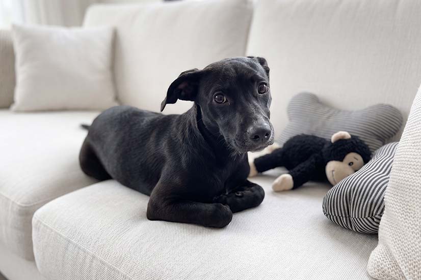 Cachorro deitado em um sofá claro